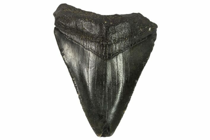 Juvenile Megalodon Tooth - Georgia #115719